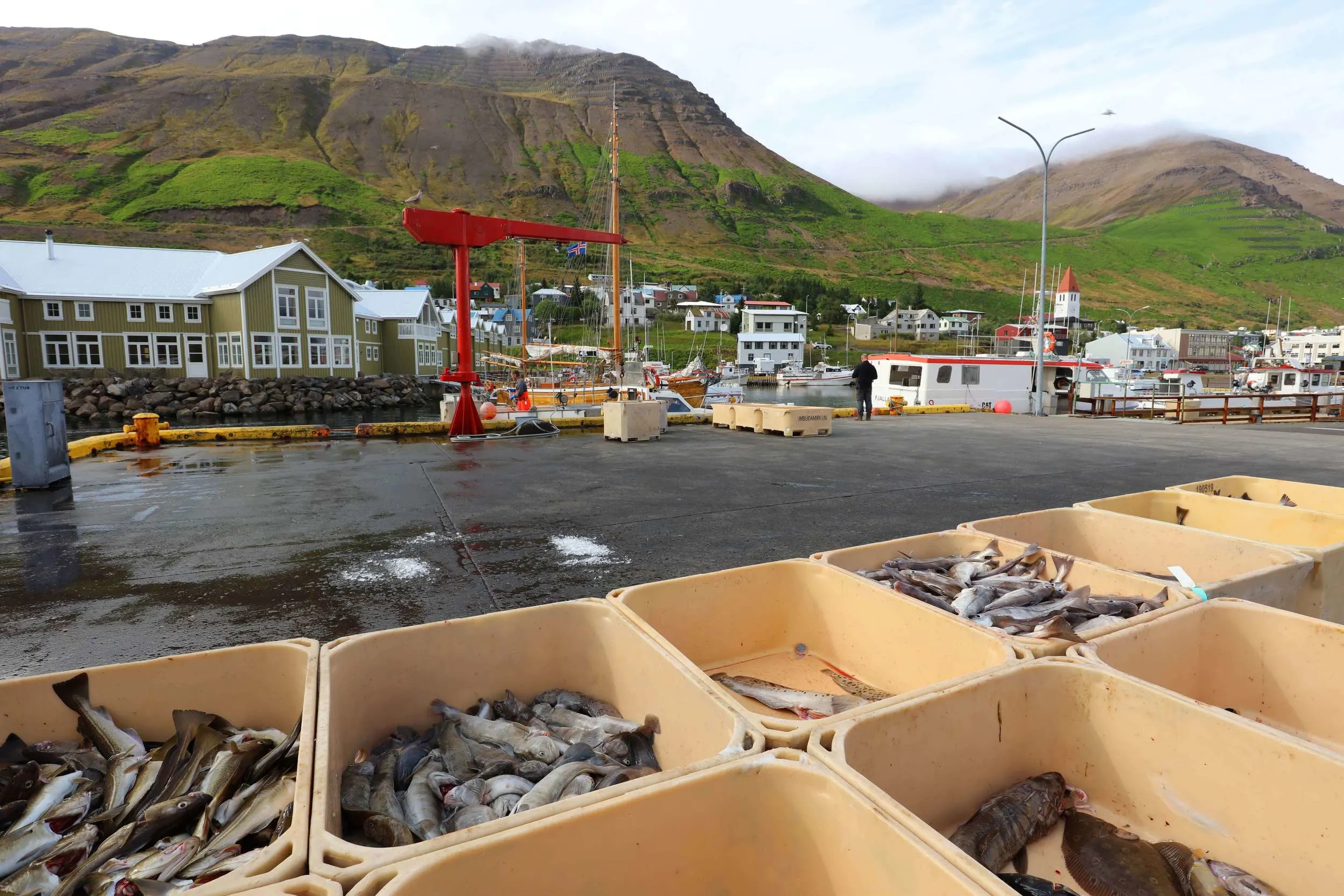 Catch of the day at Siglufjordur harbor in North Iceland