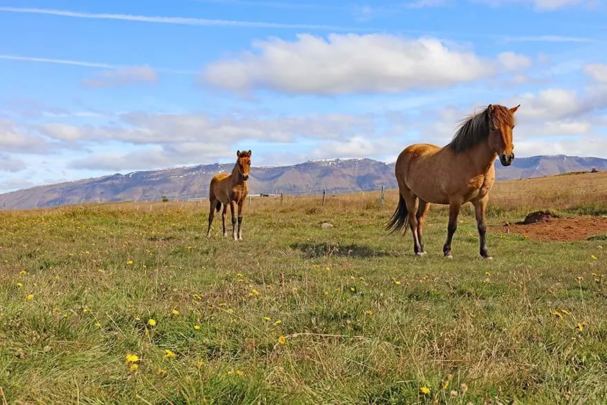 Icelandic horses on Trollaskagi Peninsula