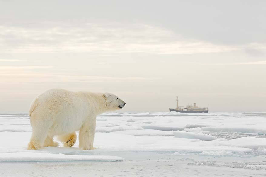 Isbjørn På Svalbard