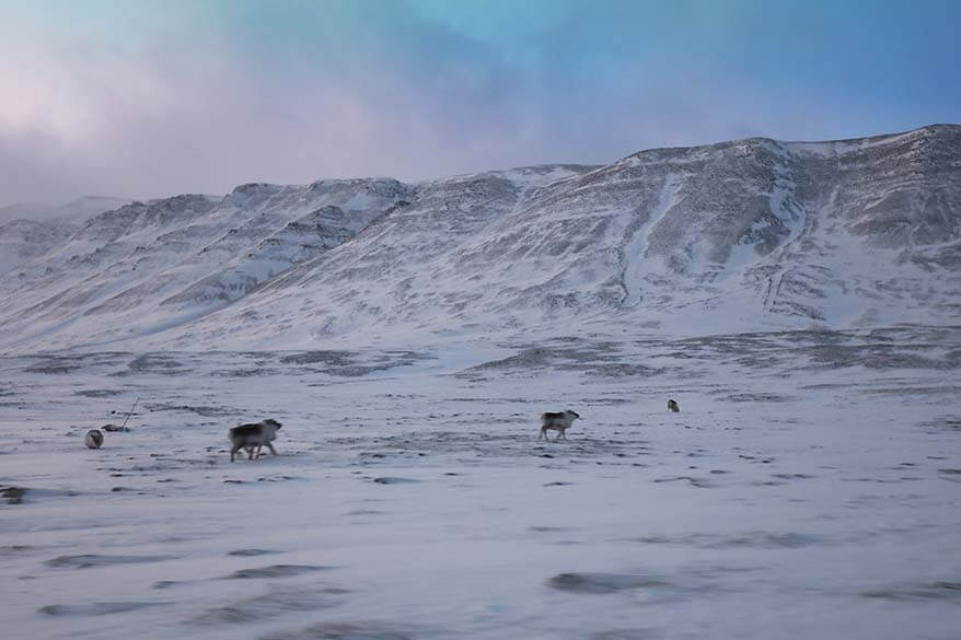 Reindeer in Svalbard in winter