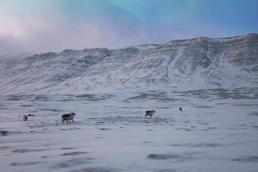 Renos en Svalbard en invierno