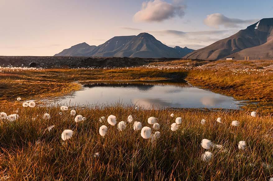 Svalbard landskap på sommaren