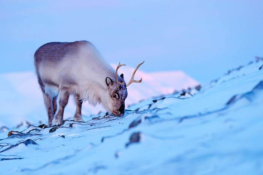 Rennes du Svalbard