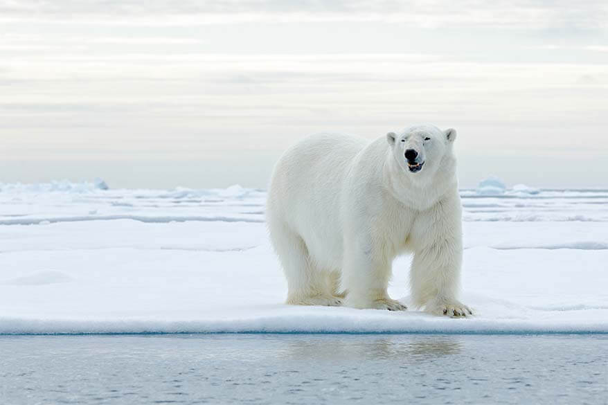 The midnight sun in Svalbard - Visit Svalbard