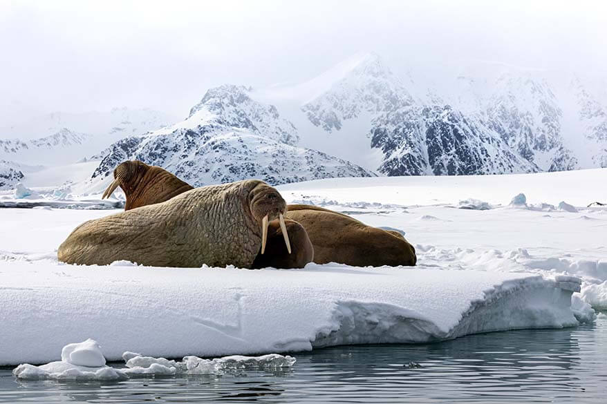 valross på Svalbard