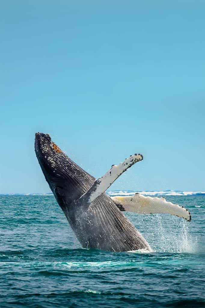 Wieloryb na Islandii