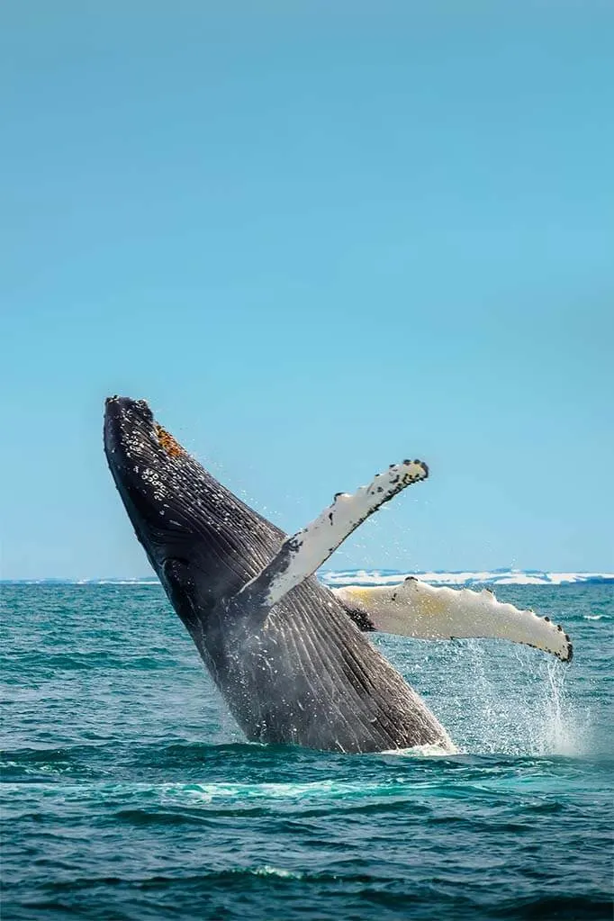 Whale in Iceland