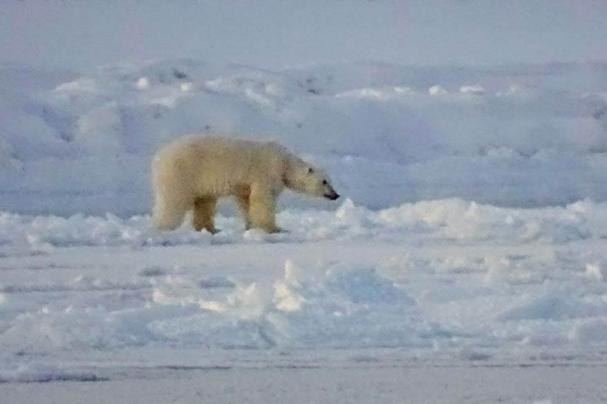 Polar bear seen from a boat cruise in Svalbard