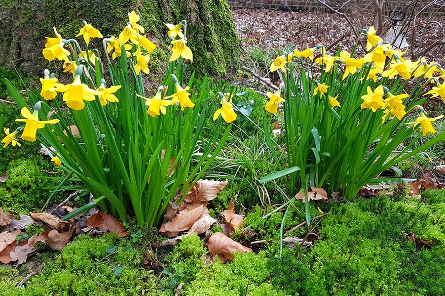 Springtime in our garden - coronavirus stay at home day 4