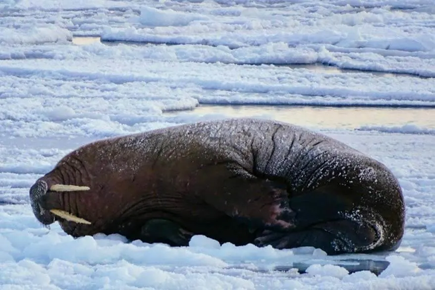 Walrus seen on a boat tour in Svalbard