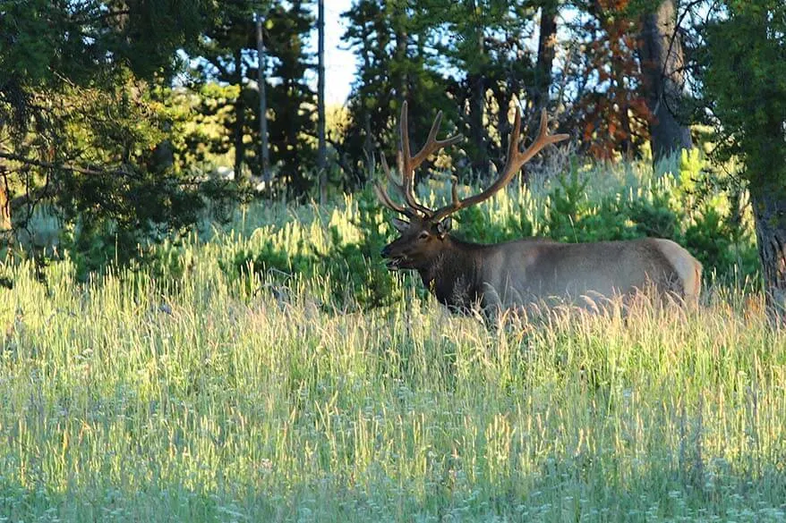 Yellowstone Elk