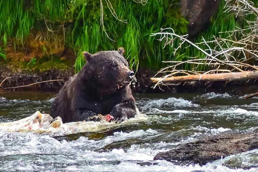 Bear in Yellowstone NP in September