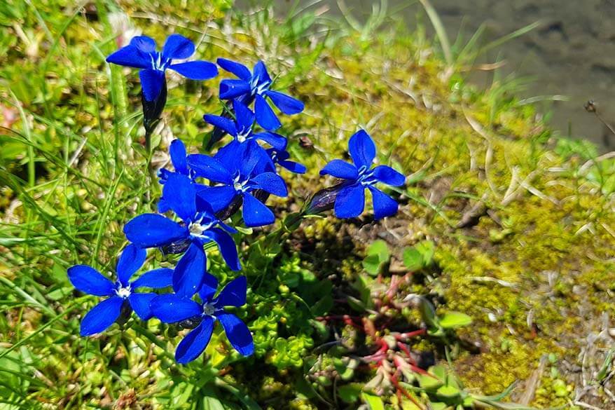 Blue Alpine flowers near Bachalp Lake in Switzerland