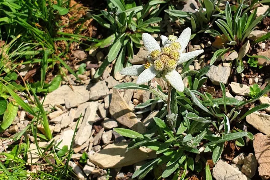 Edelweiss at the Botanical Alpine Garden in Schynige Platte