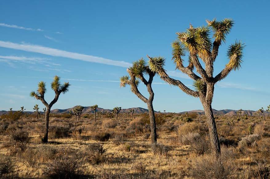 Joshua Tree NP in November