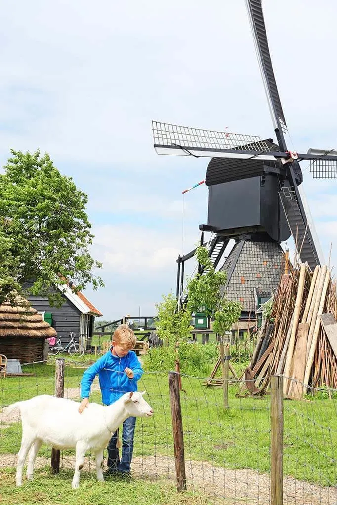 Kids petting a goat at the windmills of Kinderdijk