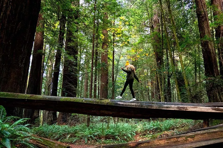 Redwood National Park in September