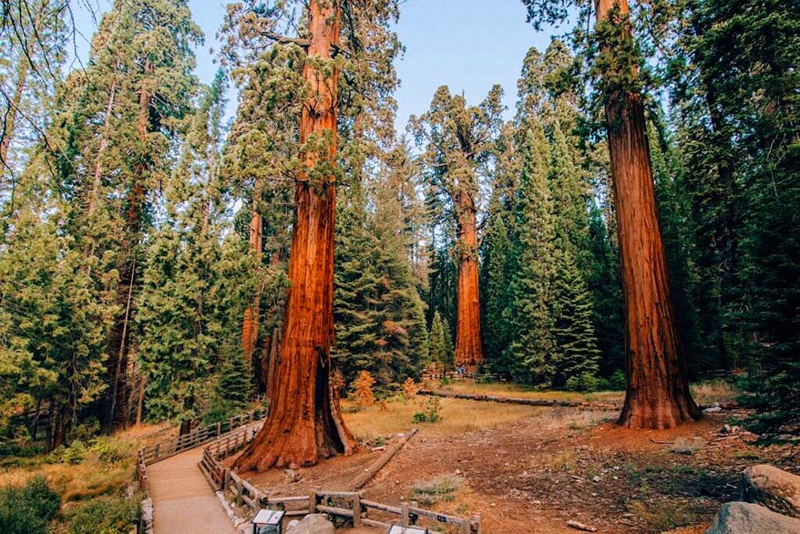 Sequoia National Park in October