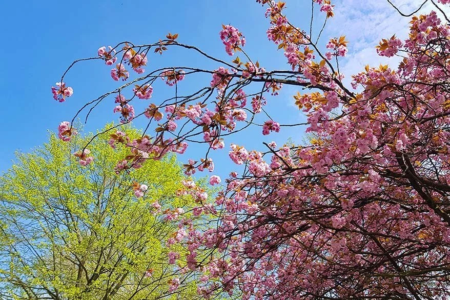 Spring blossoms in Belgium