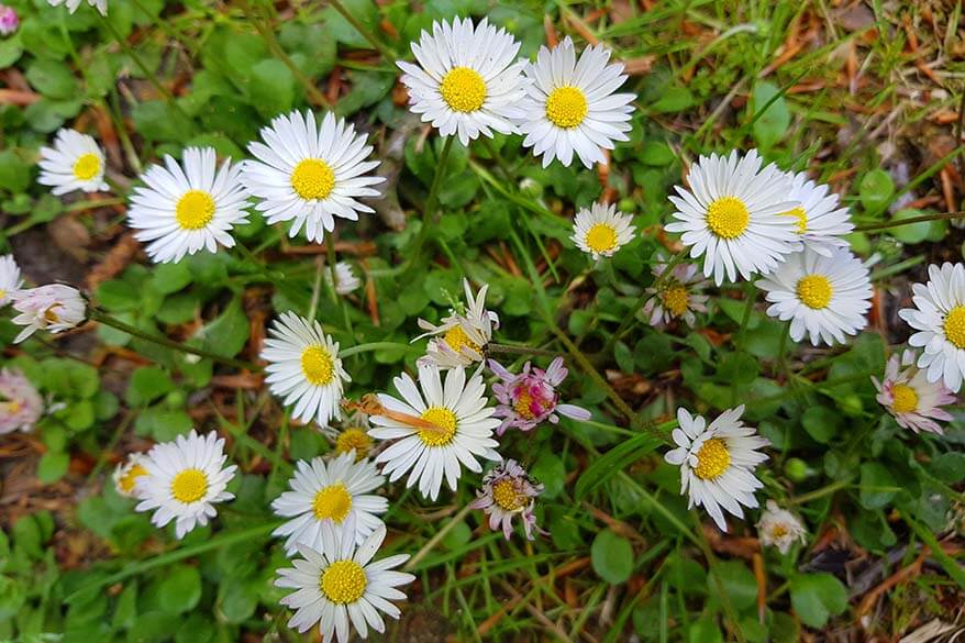 Spring flowers - quarantine day 47