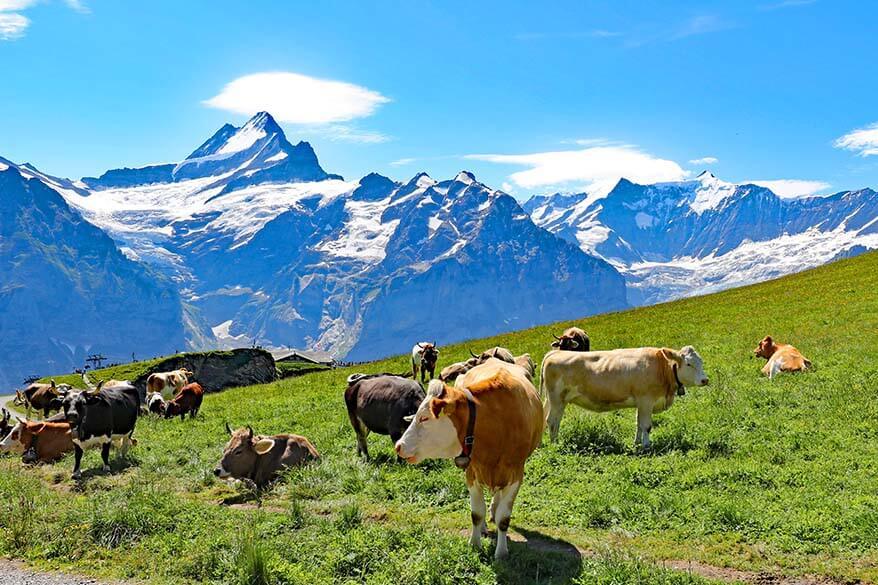 Swiss cows along the Bachalpsee hike