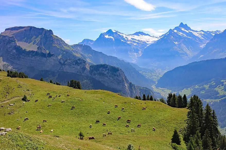 Swiss cows and alpine pastures at Schynige Platte
