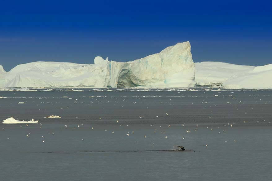 Watching whales and icebergs from our hotel room at Hotel Icefiord in Ilulissat