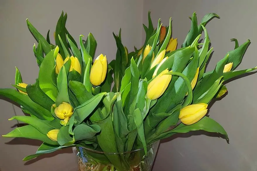 Yellow tulips - corona blog day 41