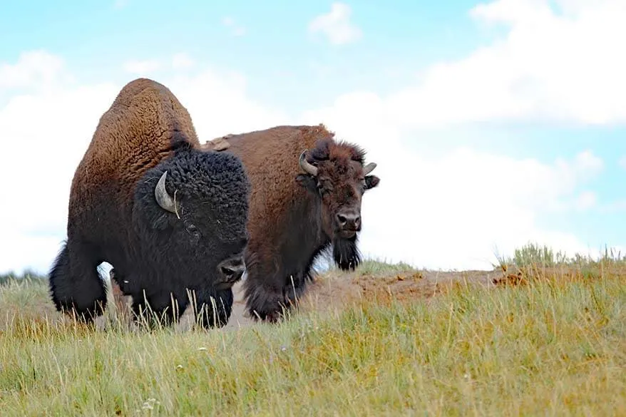 Bison in Hayden Valley