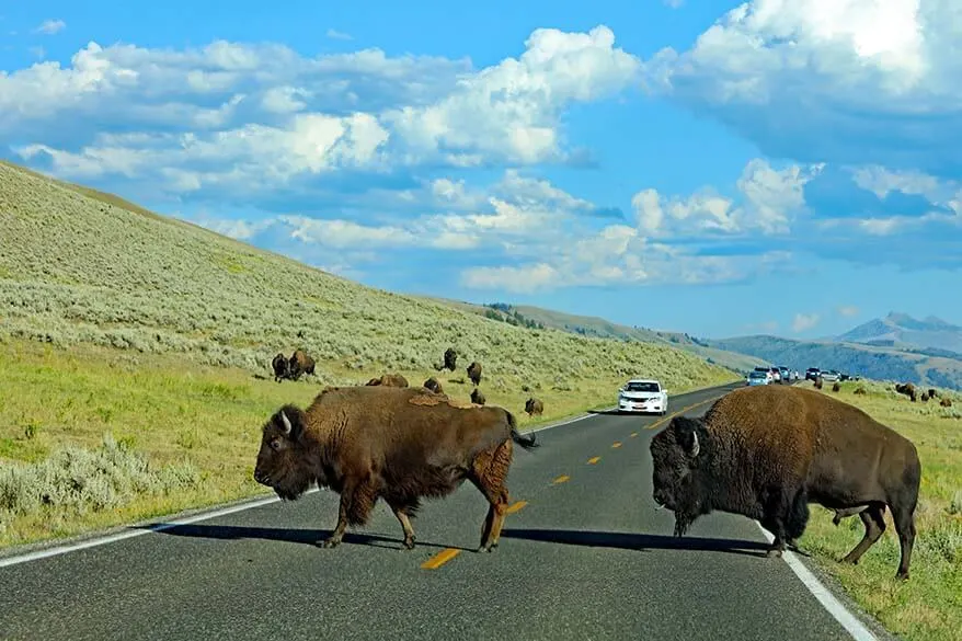 Bison in Lamar Valley in Yellowstone