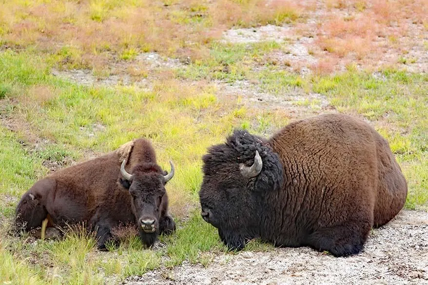 Bison in Hayden Valley in Yellowstone