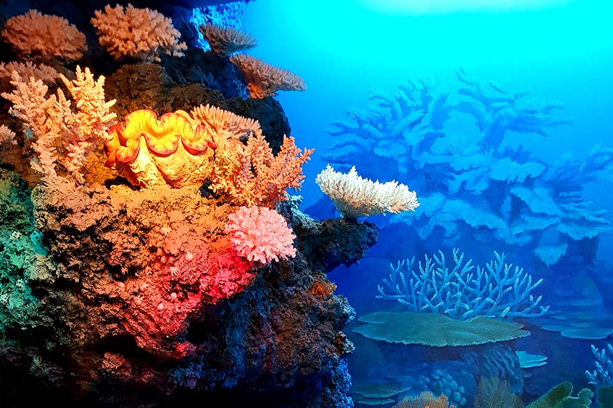 Colorful coral at the Lithuanian Sea Museum