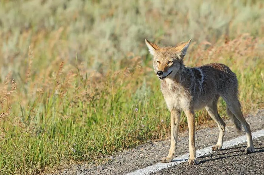 Coyote in Yellowstone