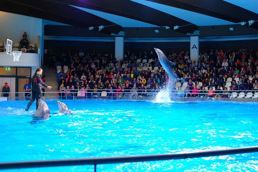 Dolphin show at the Lithuanian Sea Museum