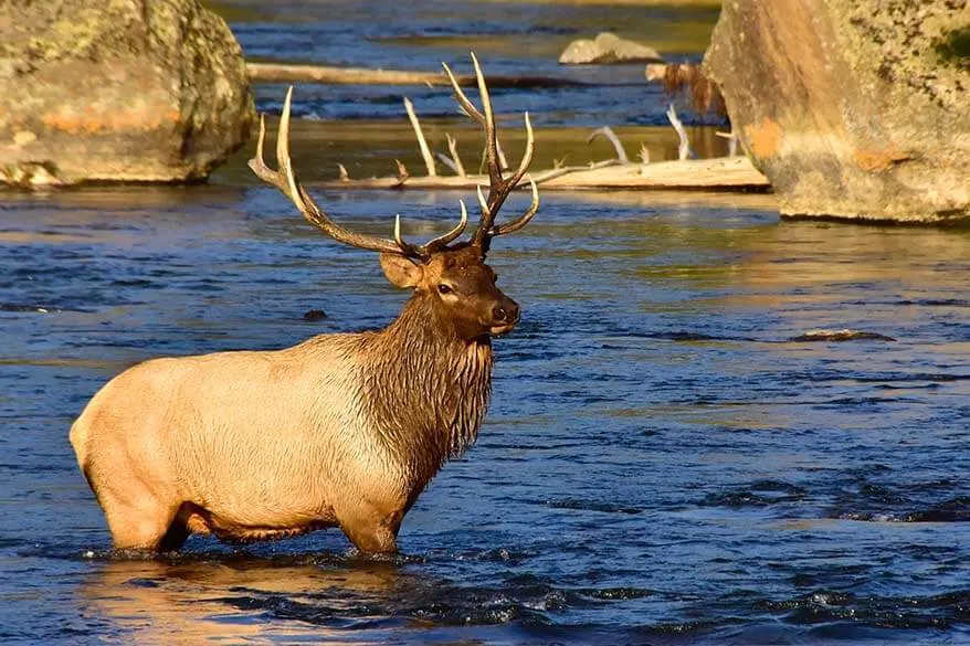 Elk in the river in Yellowstone