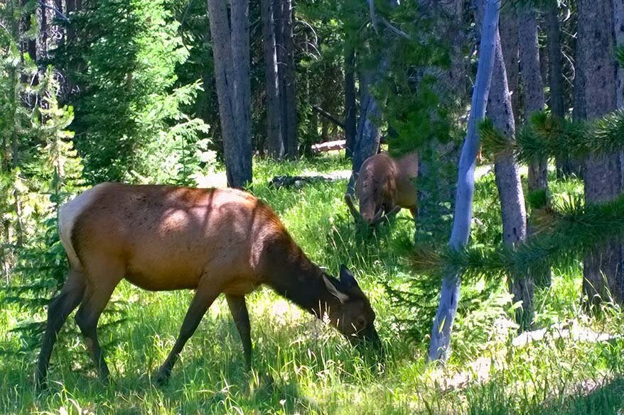 Female elk in Yellowstone