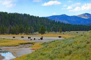 One Day in Yellowstone: Lower Loop Itinerary & Map (All Must-Sees in 1 ...