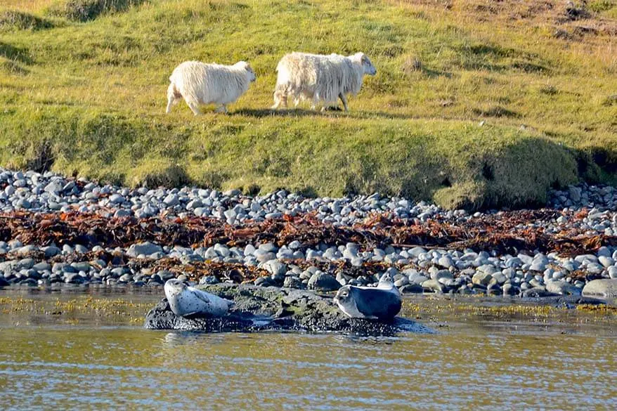 Hvammstangi seals and sheep
