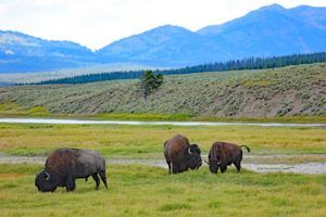 One day in Yellowstone