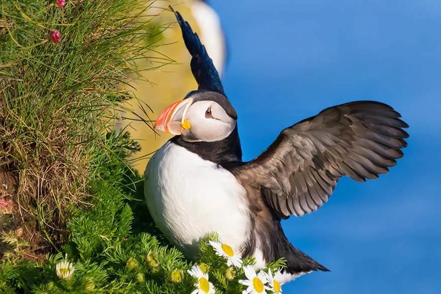 Puffin at Latrabjarg Iceland