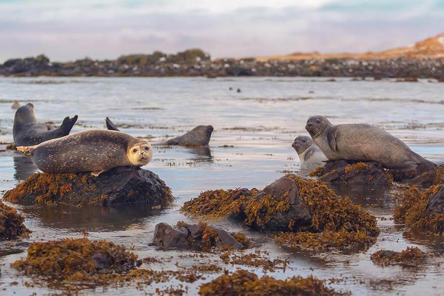 Seals in Iceland