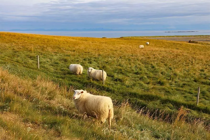 Sheep in the West Fjords