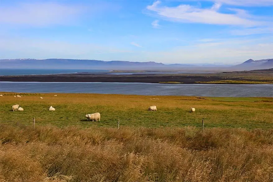 Sheep on the Vatnsnes Peninsula in Iceland
