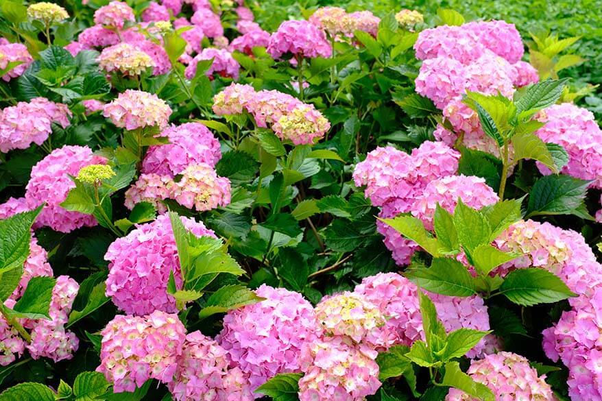 Summer flowers on the Curonian Spit in Lithuania