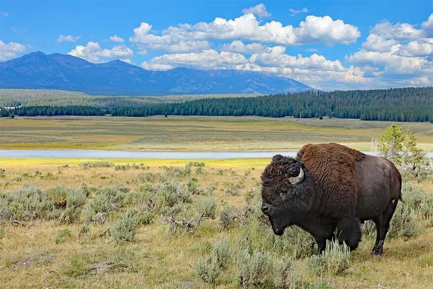 Bison in Hayden Valley - two day Yellowstone itinerary