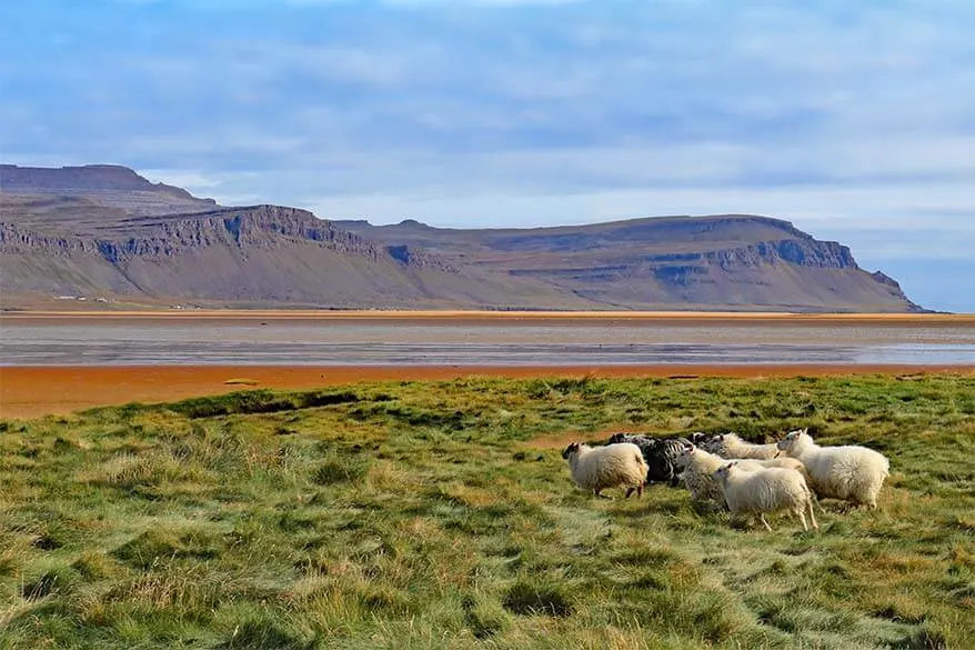 Sheep at Raudisandur Beach in the Westfjords region in Iceland