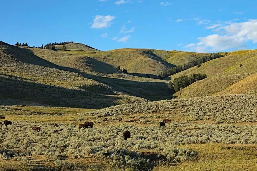 Yellowstone Lamar Valley