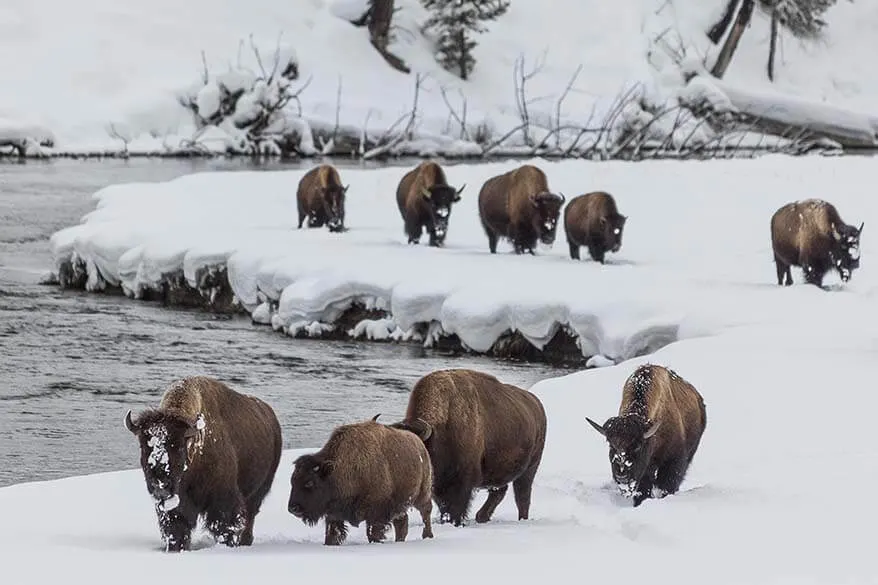 Yellowstone tours - bison in winter