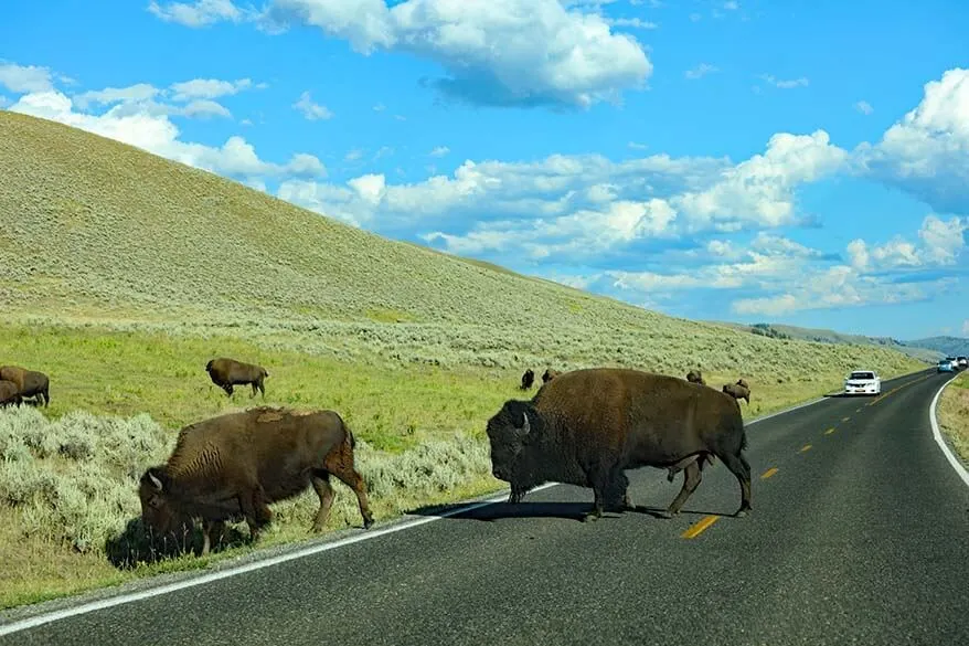 Yellowstone wildlife tour - bison in Lamar Valley