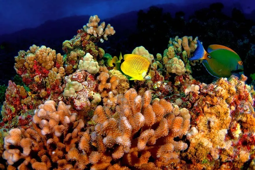 Colorful coral reef and fish - snorkeling in Maui